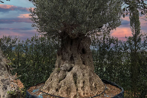 Centuries-old Olive Trees
