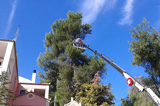 Tree Cutting and Pruning